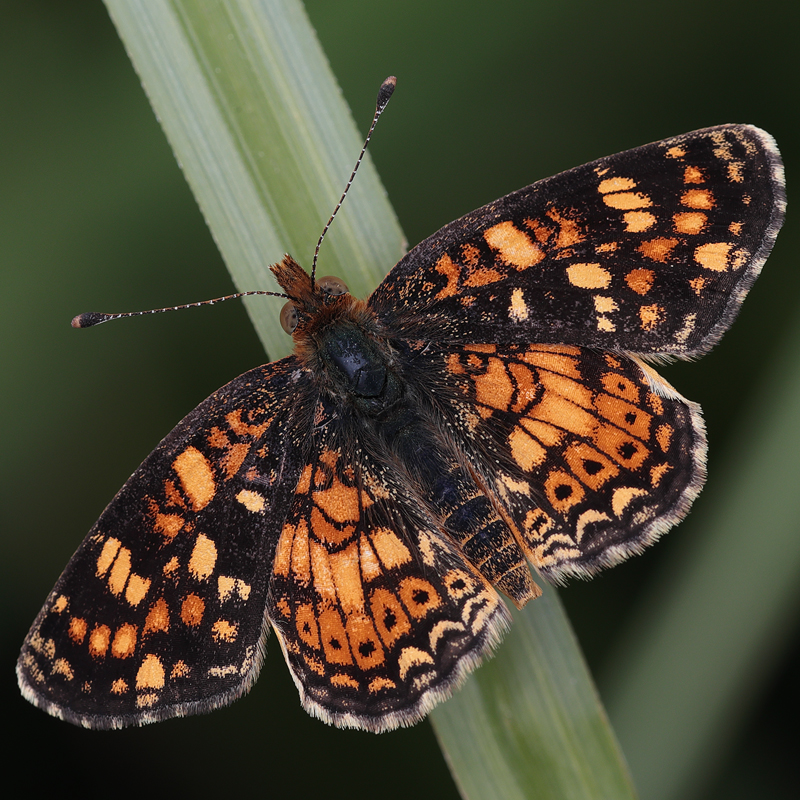 Phyciodes pulchella