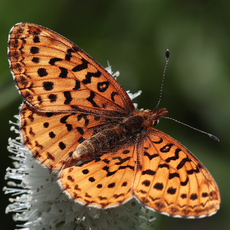 Boloria epithore