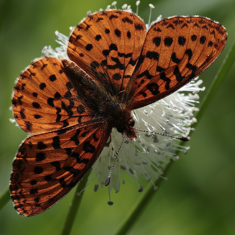 Boloria epithore