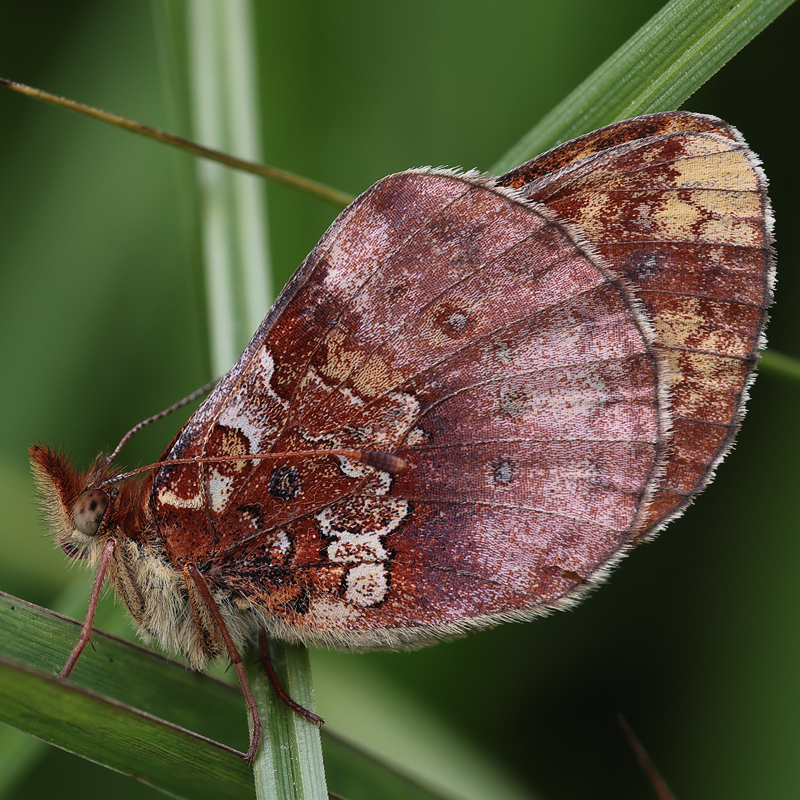 Boloria epithore