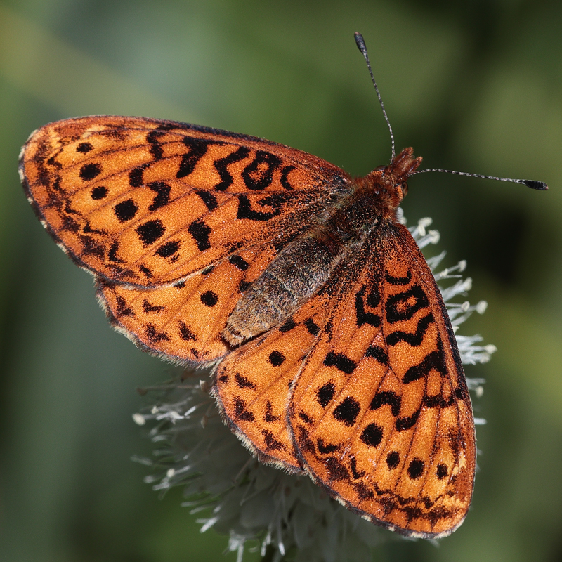 Boloria epithore