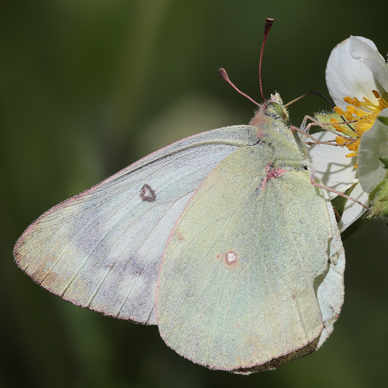 Colias eurytheme