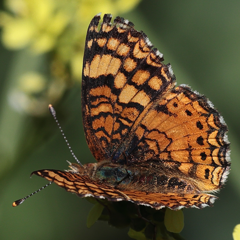 Phyciodes mylitta
