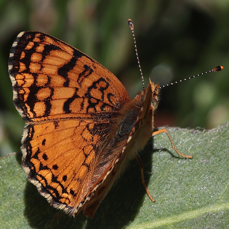 Phyciodes mylitta