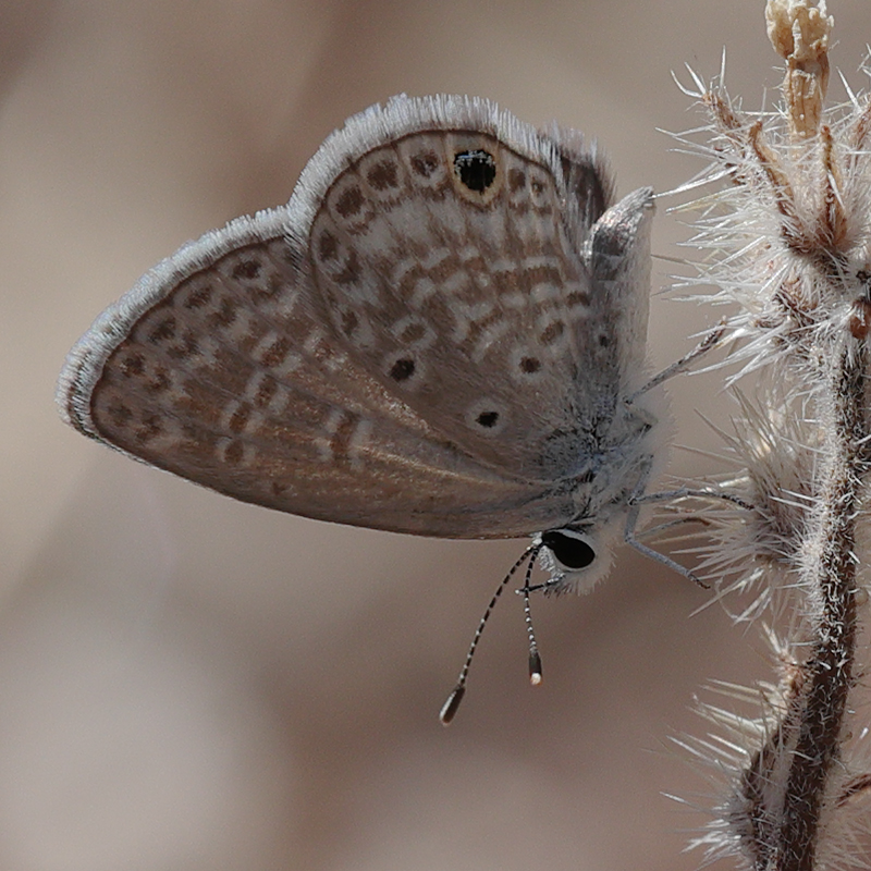 Hemiargus ceraunus