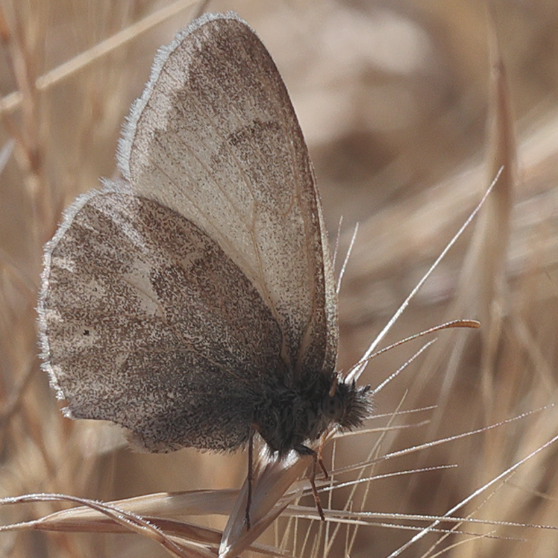 Coenonympha california
