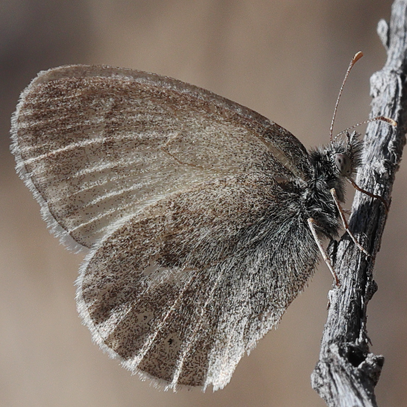 Coenonympha california eryngii