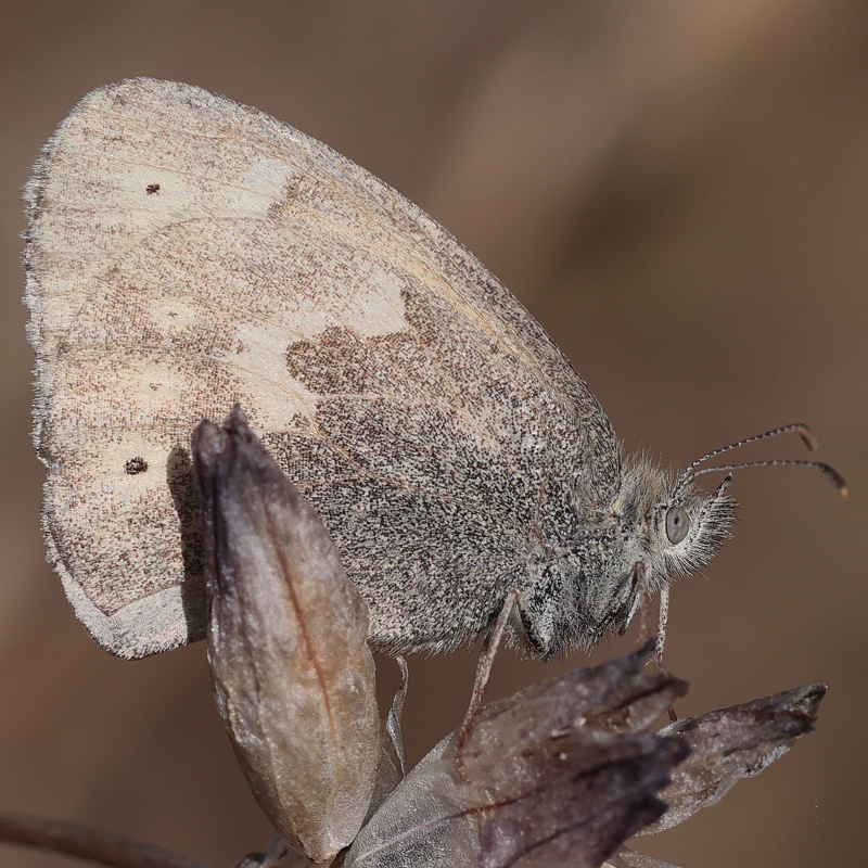 Coenonympha california eryngii