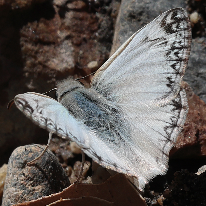 Heliopetes ericetorum