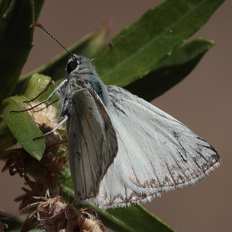 Heliopetes ericetorum