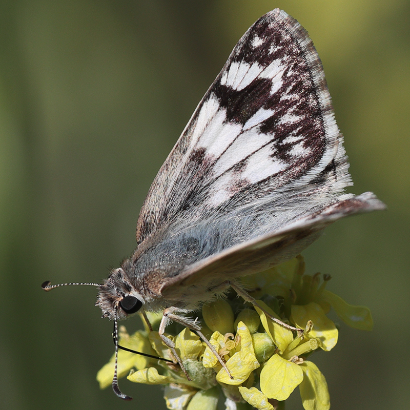 Heliopetes ericetorum