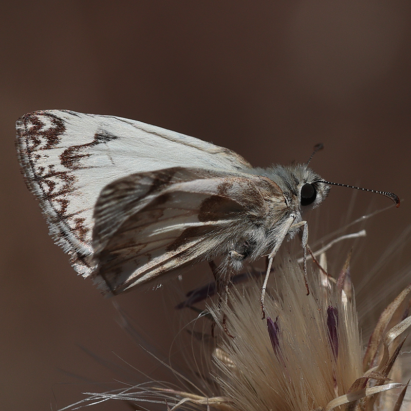 Heliopetes ericetorum