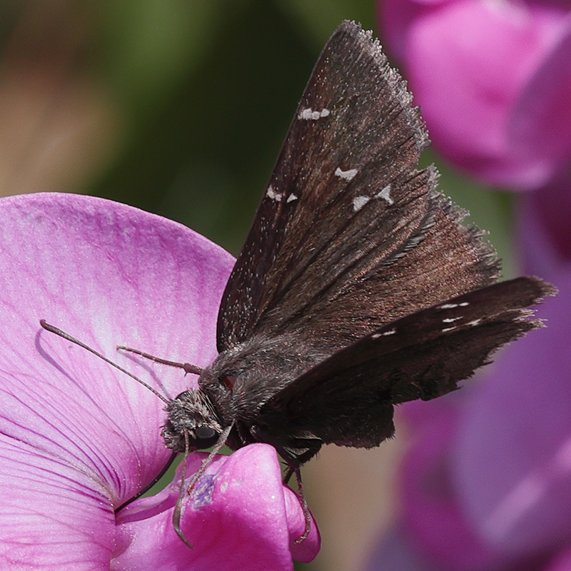 Cecropterus indistinctus