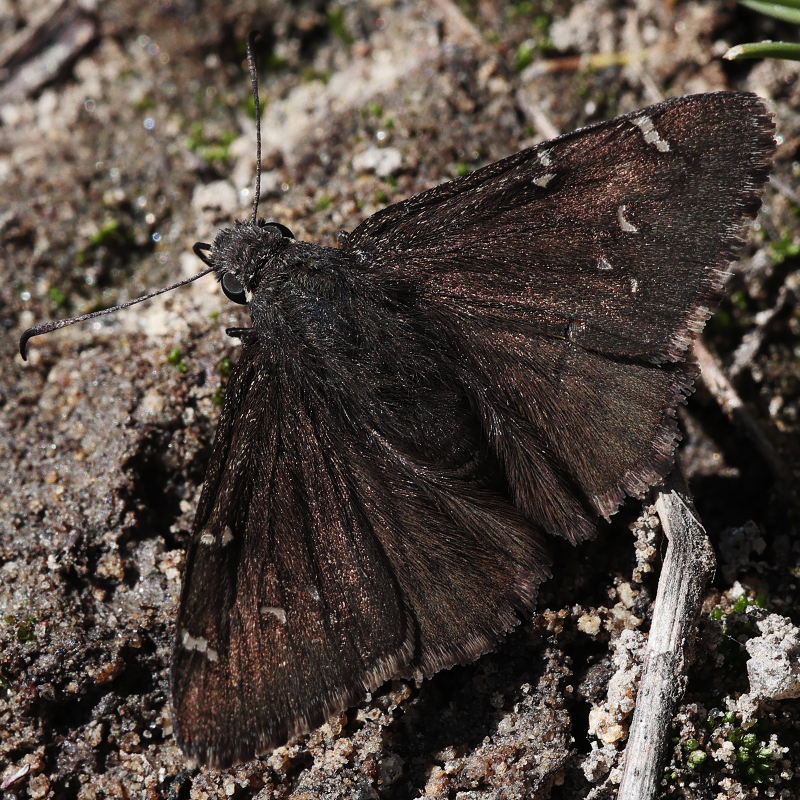 Cecropterus indistinctus