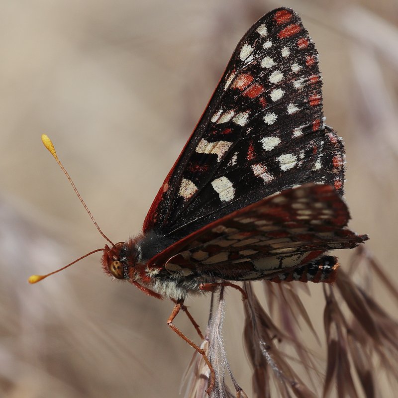 Euphydryas chalcedona