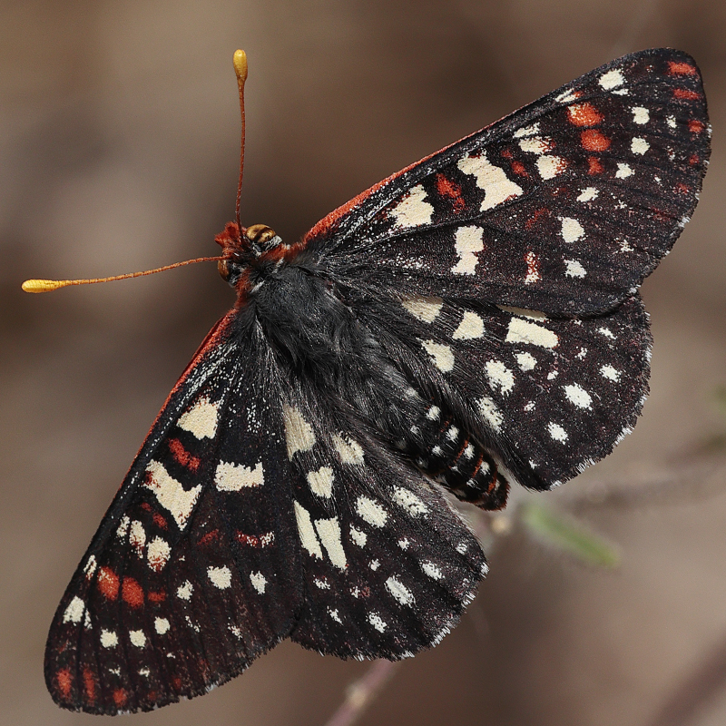 Euphydryas chalcedona