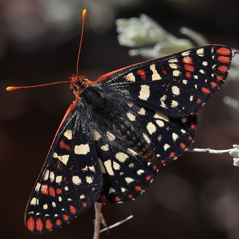 Euphydryas chalcedona
