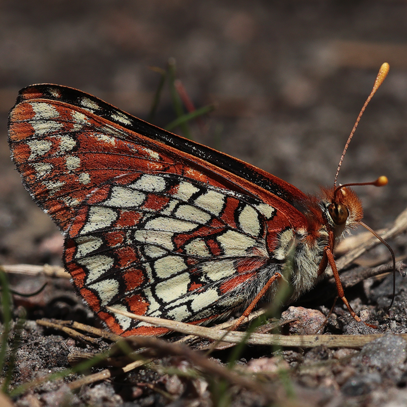 Euphydryas chalcedona