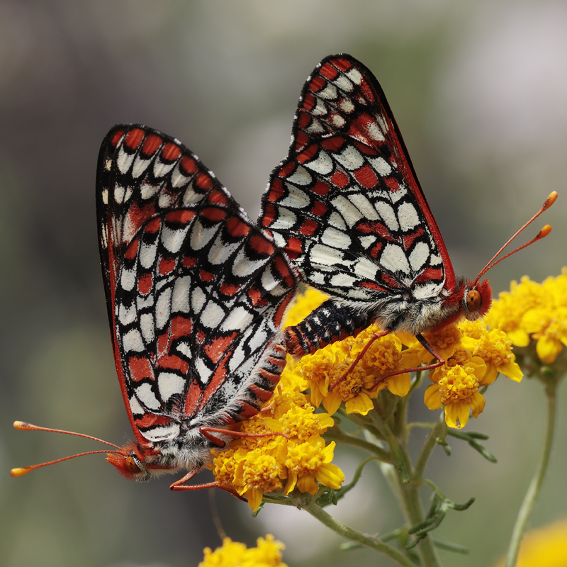 Euphydryas chalcedona