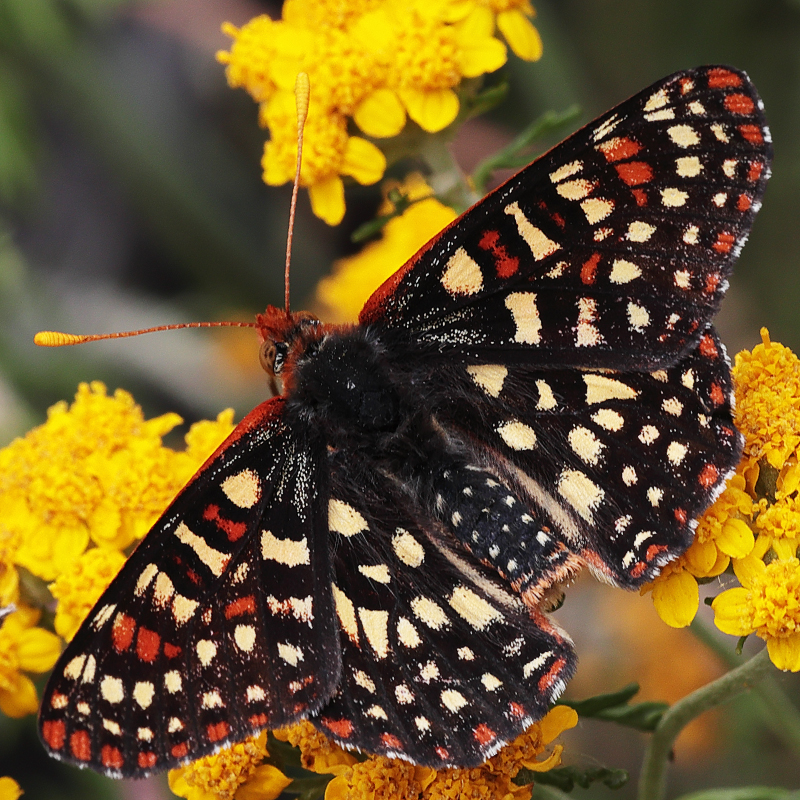 Euphydryas chalcedona