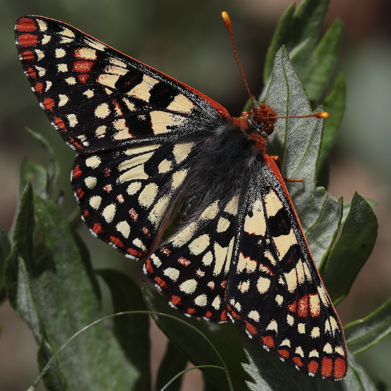 Euphydryas chalcedona