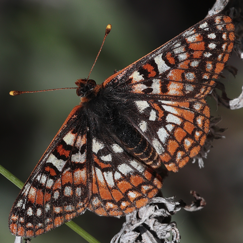 Euphydryas editha