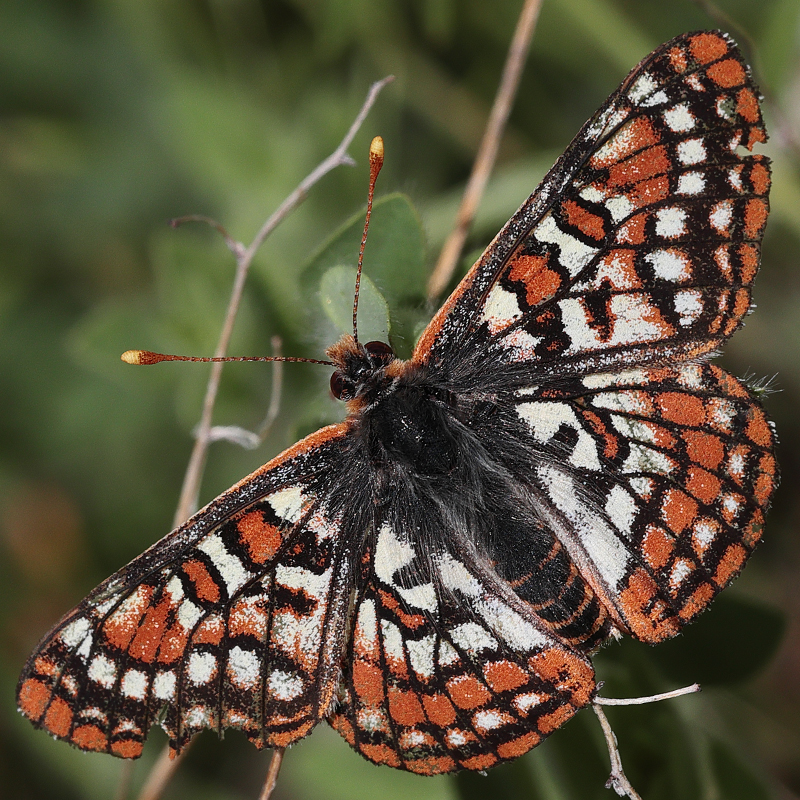 Euphydryas editha