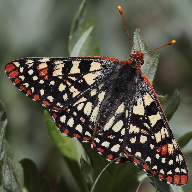 Euphydryas chalcedona