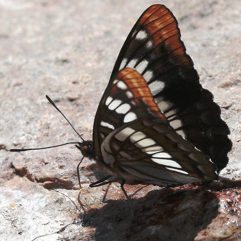 Limenitis lorquini