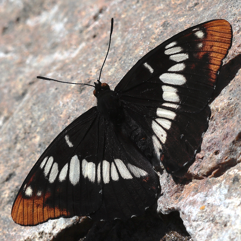 Limenitis lorquini