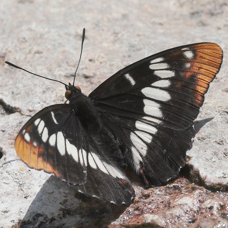 Limenitis lorquini