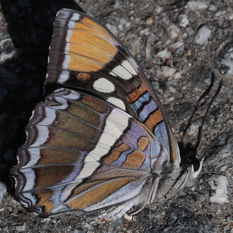 Adelpha californica