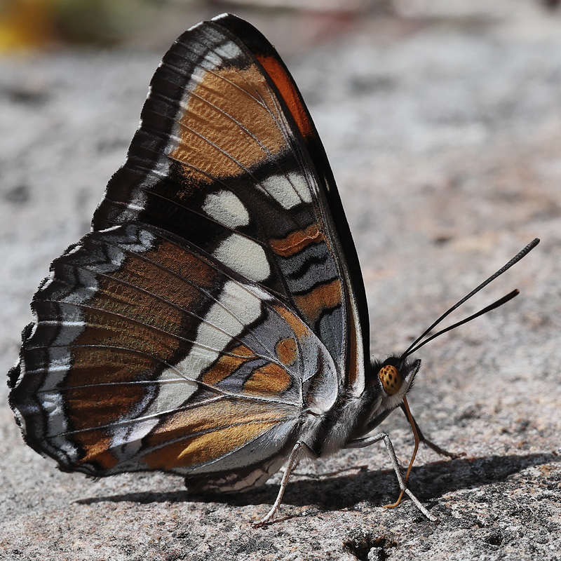 Adelpha californica
