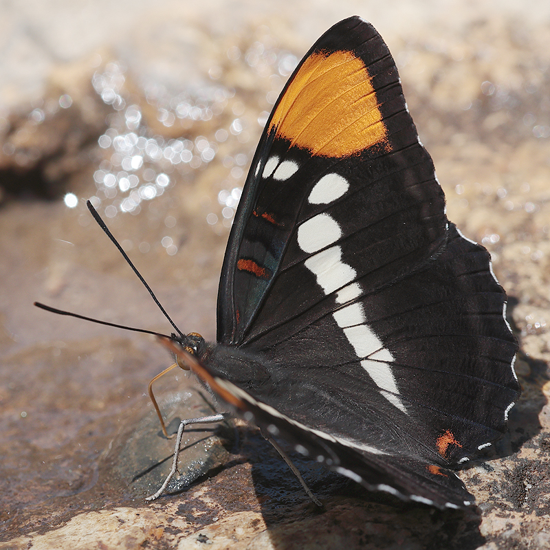 Adelpha californica