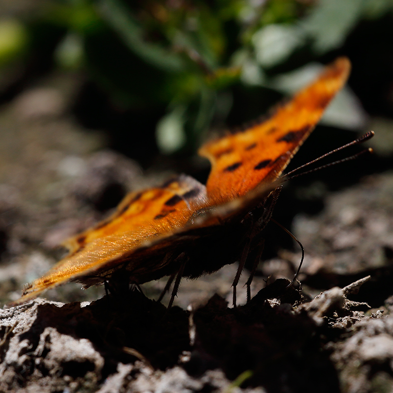 Polygonia gracilis (zephyrus)