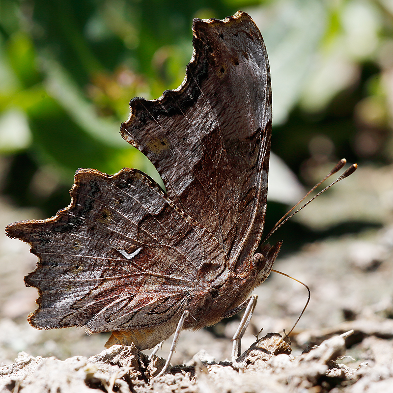 Polygonia gracilis (zephyrus)