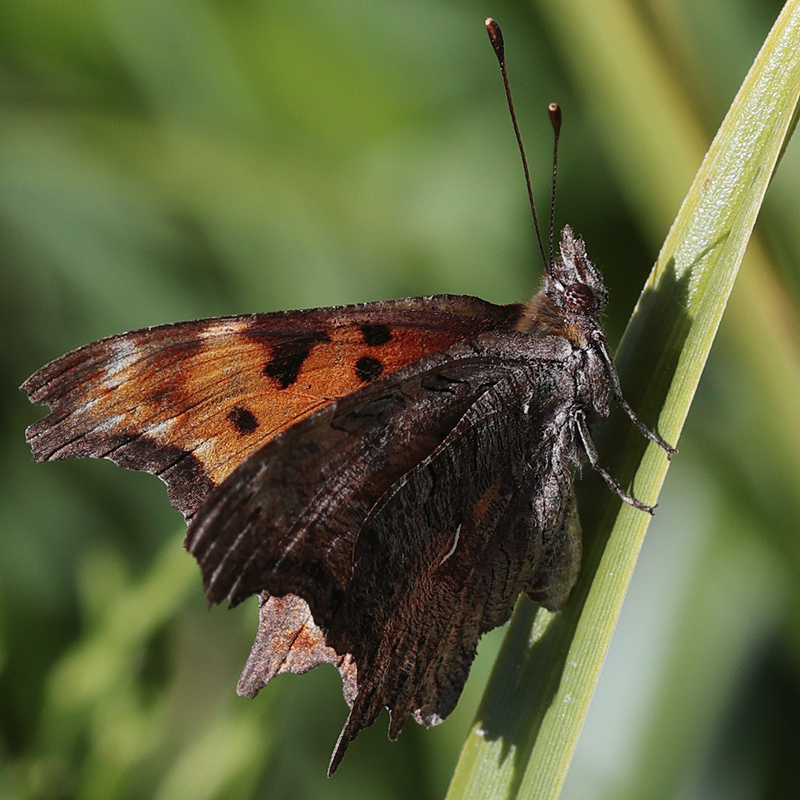 Polygonia gracilis (zephyrus)