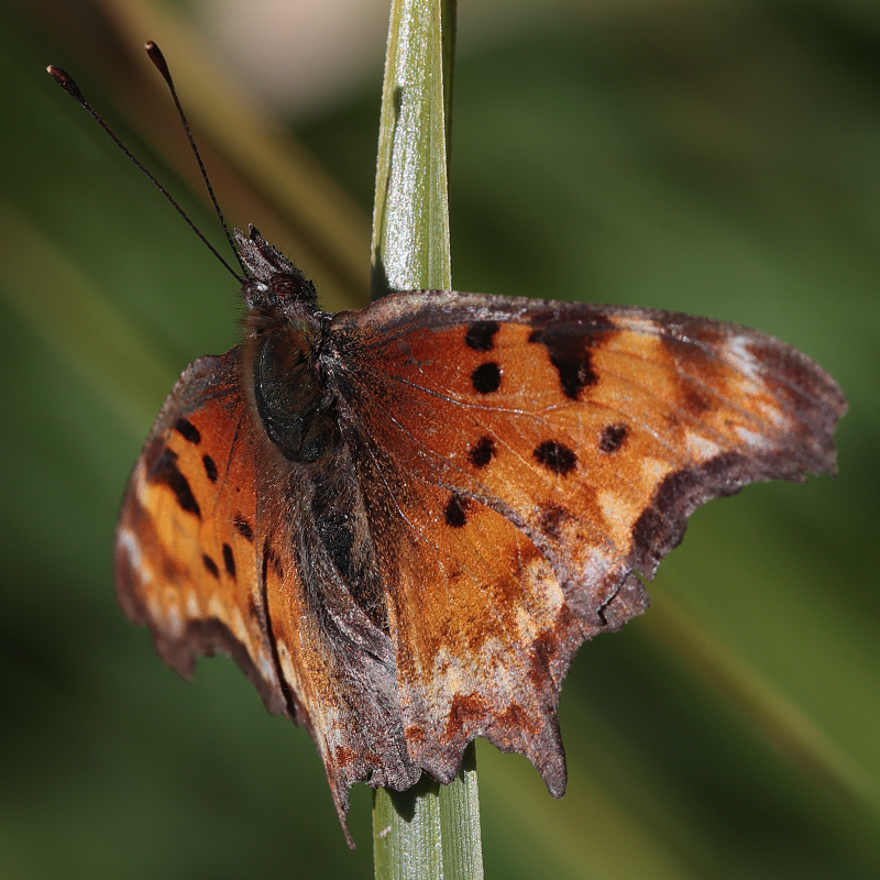 Polygonia gracilis (zephyrus)
