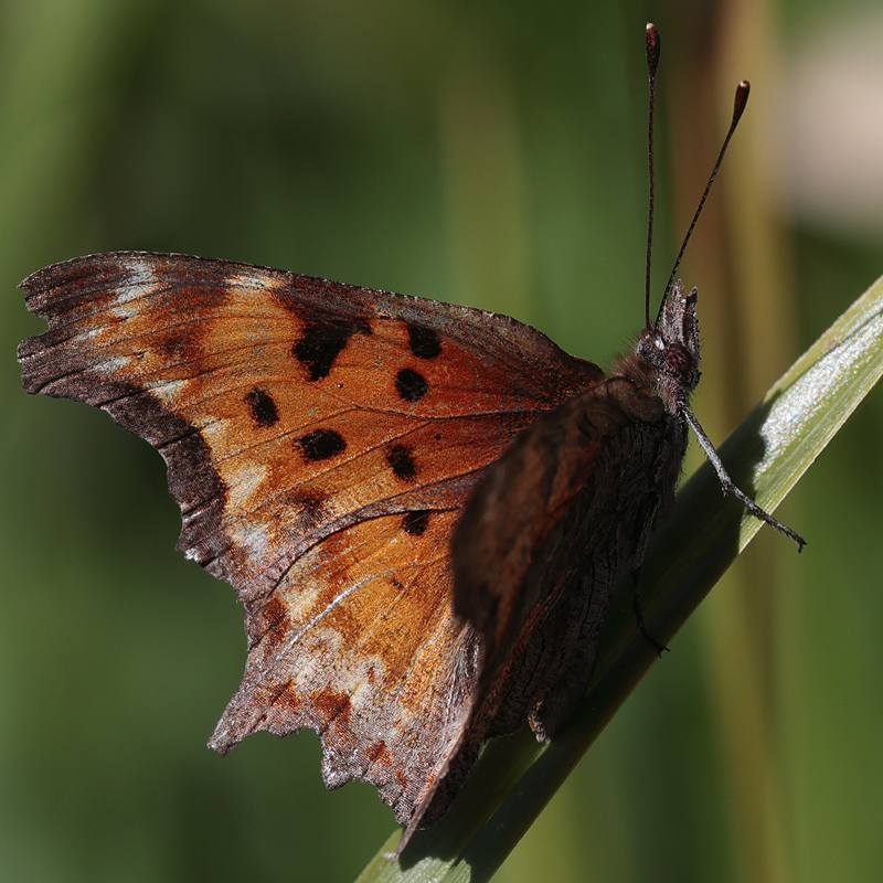 Polygonia gracilis (zephyrus)