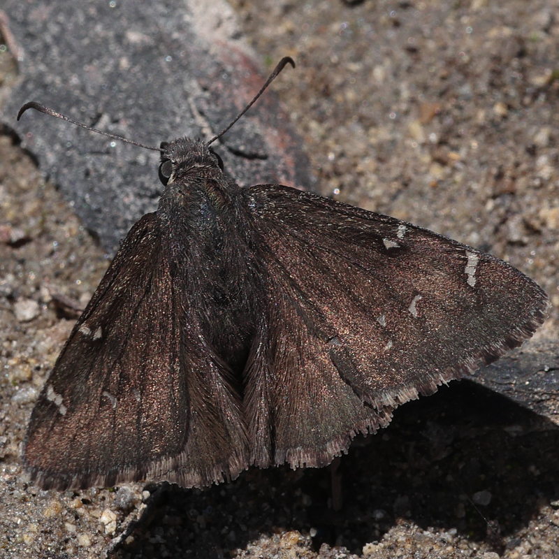 Cecropterus indistinctus