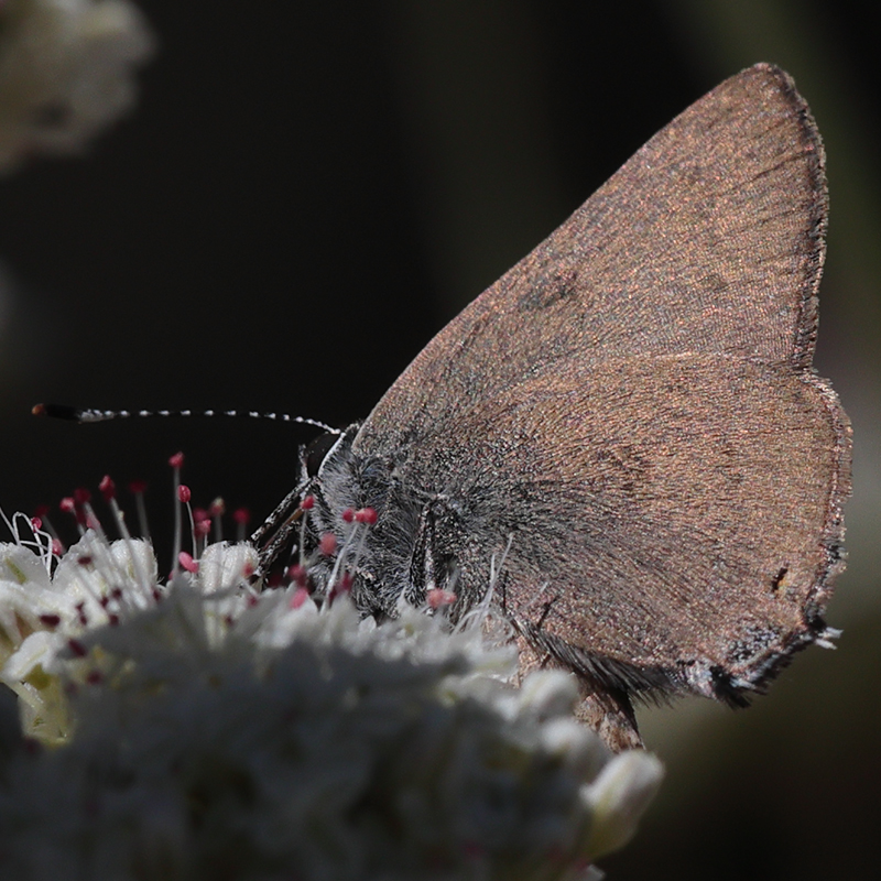 Satyrium auretorum spadix