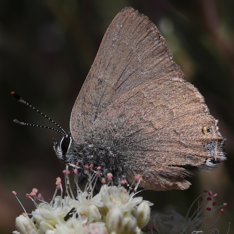 Satyrium auretorum spadix
