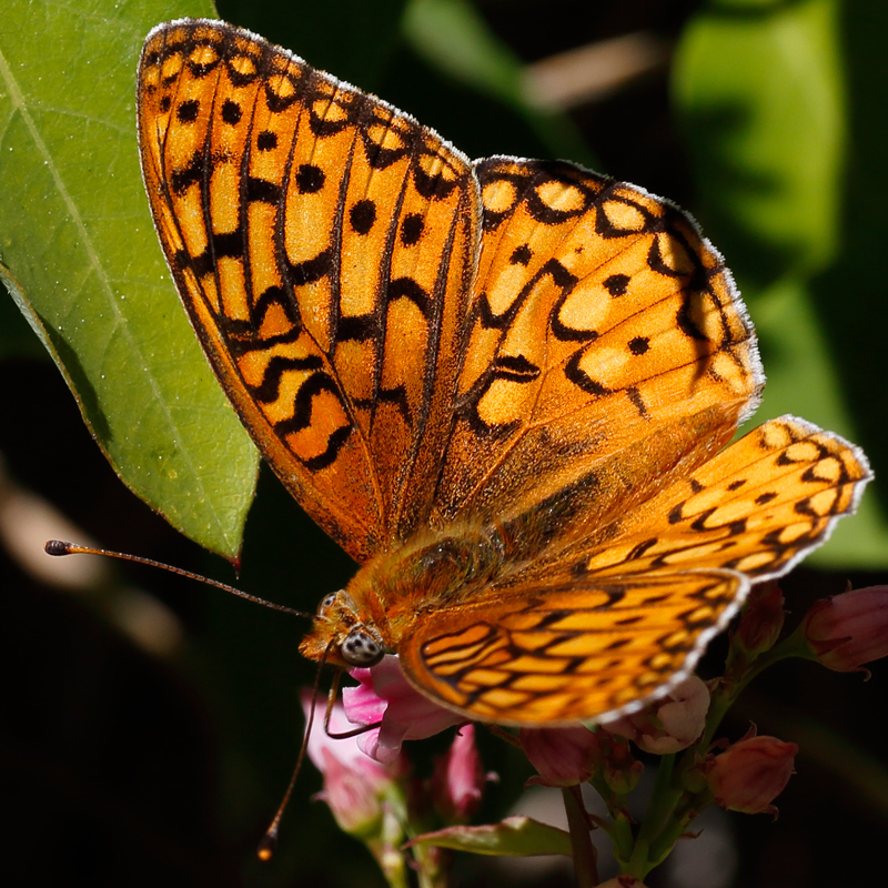 Argynnis calippe macaria