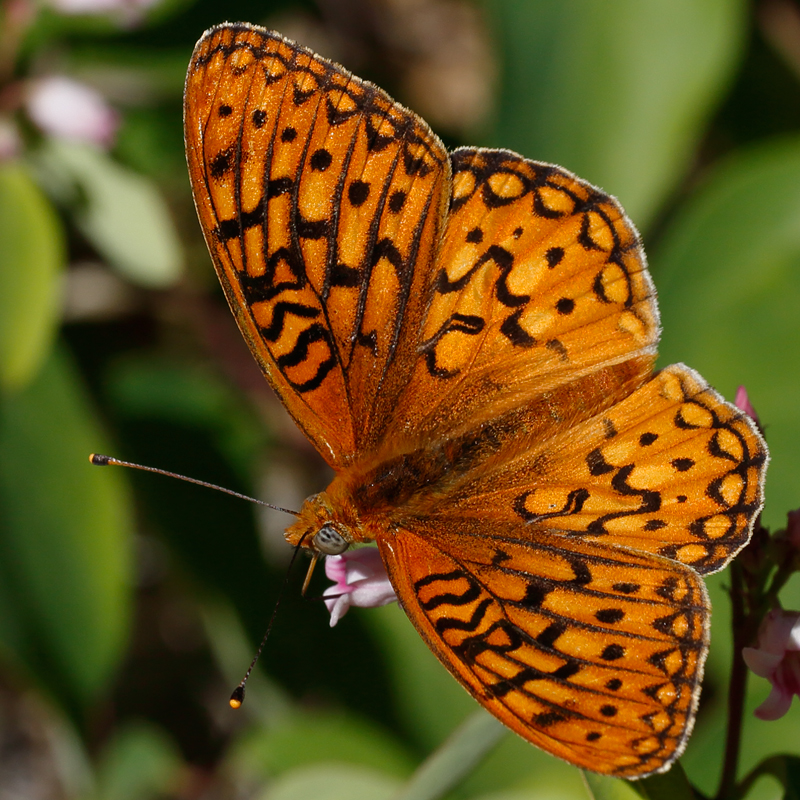 Argynnis calippe macaria