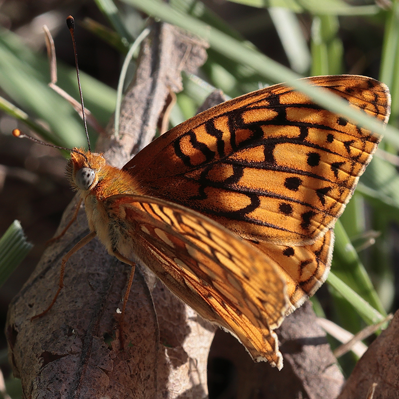 Argynnis calippe laurina