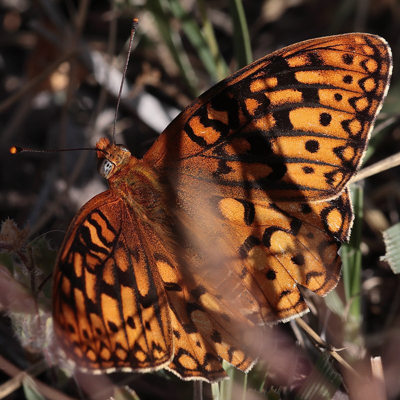 Argynnis calippe laurina