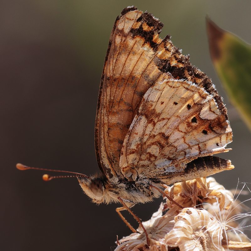 Phyciodes mylitta
