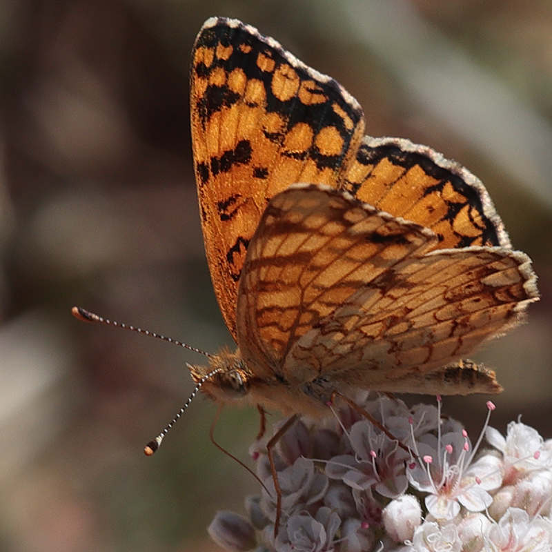 Phyciodes mylitta