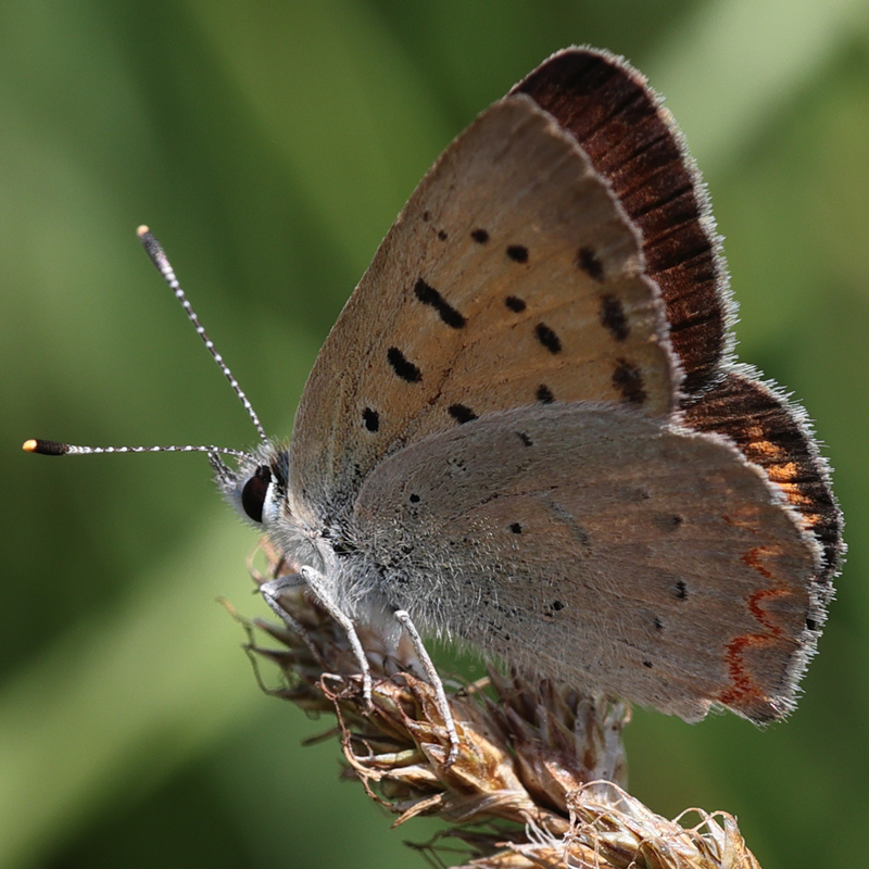 Lycaena helloides