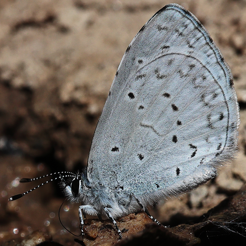 Celastrina echo
